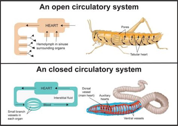 Assertion Closed circulatory system is less efficient than an open