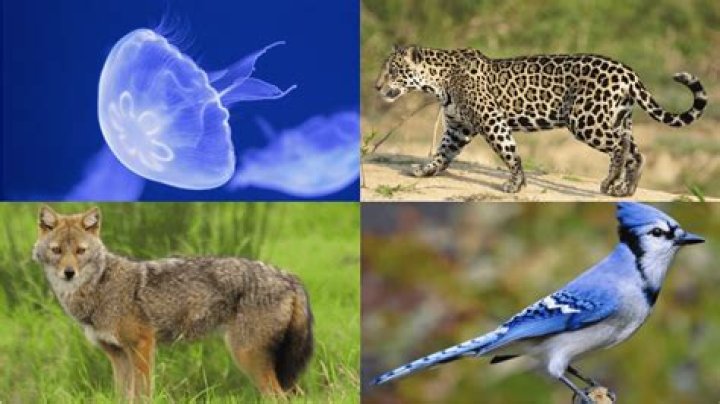 Top 137 + Which animals have an open circulatory system